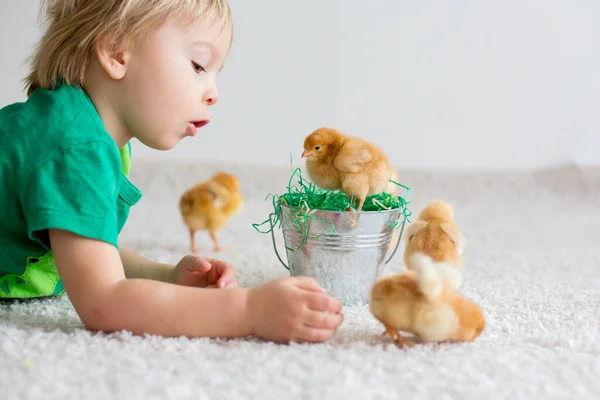 Lindo Niño Rubio Dulce Niño Pequeño Jugando Con Pequeños Polluelos —  Fotos de Stock