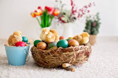 Kovada yeni doğmuş şirin piliçler ve paskalya yumurtaları oynuyorlar.