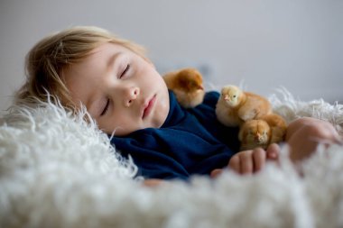 Sevimli sarışın çocuk, yeni doğmuş piliçlerle yatıyor, onlara şefkatle sarılıyor.