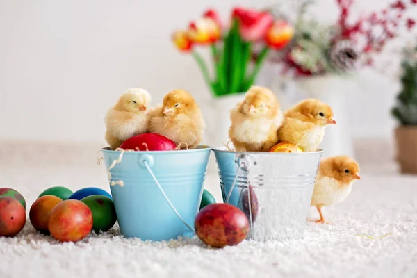 可爱的新生小鸡在桶里和复活节蛋 — 图库照片