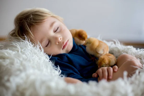 Cute Blond Toddler Boy Sleeping Newborn Chicks Hugging Them Tenderly — Stock Photo, Image