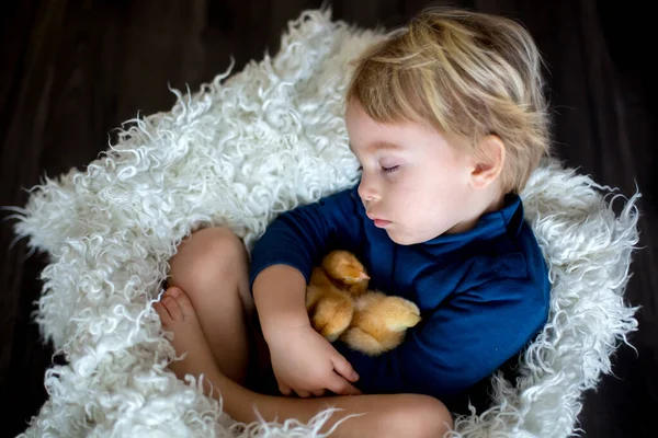 可爱的金发碧眼的男孩儿 和新生的小鸡睡在一起 温柔地拥抱它们 — 图库照片
