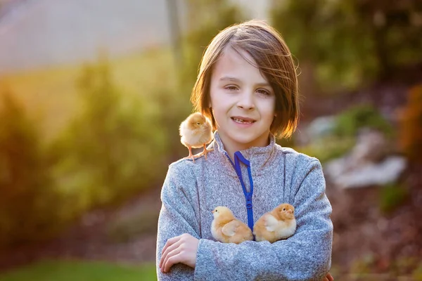 Beautiful School Boy Holding Chicks Garden Sunset Holding Tenderly — Stock Photo, Image