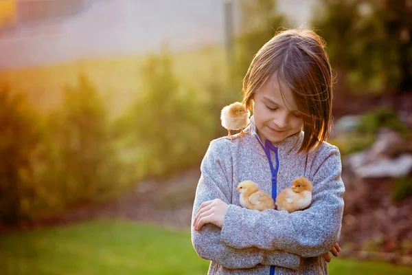 Hermoso Chico Escuela Sosteniendo Pollitos Jardín Atardecer Sosteniéndolo Tiernamente —  Fotos de Stock