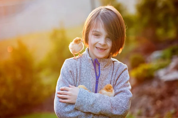 Beautiful School Boy Holding Chicks Garden Sunset Holding Tenderly — Stock Photo, Image