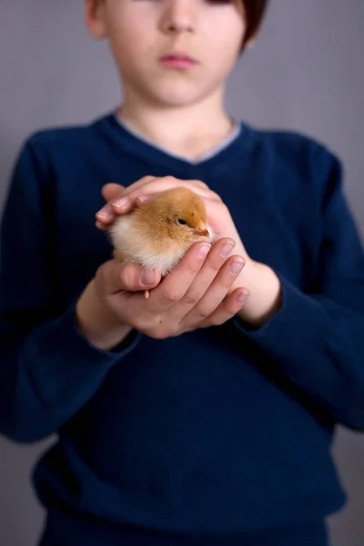 Sad Little School Boy Black Eye Holding Little Chick Pet — Stock Photo, Image
