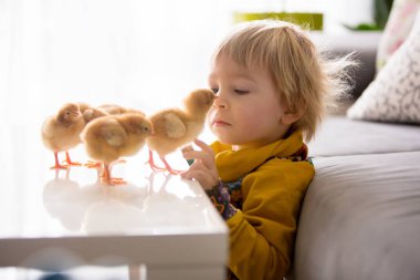 Sevimli küçük sarışın çocuk, küçük çocuk, evde küçük piliçlerle oynuyor, bebek piliçler çocuğun ellerinde.