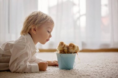 Sevimli küçük sarışın çocuk, küçük çocuk, evde küçük piliçlerle oynuyor, bebek piliçler çocuğun ellerinde.