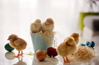 Kovada yeni doğmuş şirin piliçler ve paskalya yumurtaları oynuyorlar.