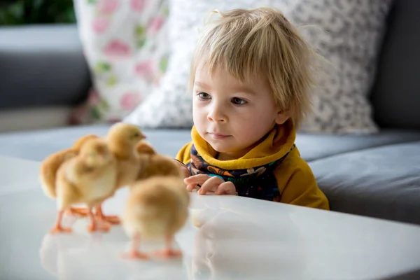 Roztomilé Malé Blonďaté Dítě Batole Chlapec Hraní Malými Kuřátky Doma — Stock fotografie