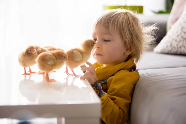 Roztomilé Malé Blonďaté Dítě Batole Chlapec Hraní Malými Kuřátky Doma — Stock fotografie