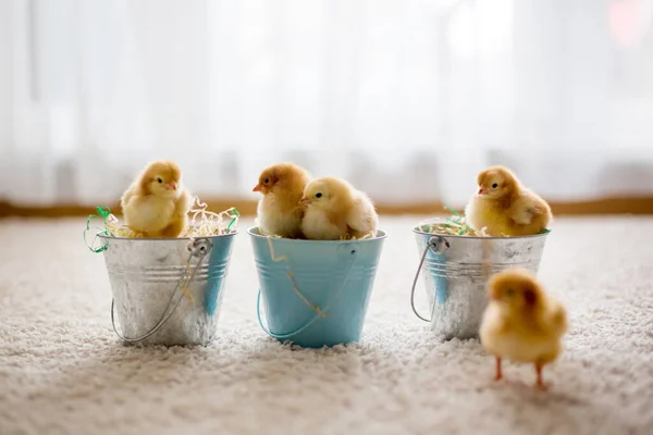 Cute Little Newborn Chicks Buckets Home — Stock Photo, Image