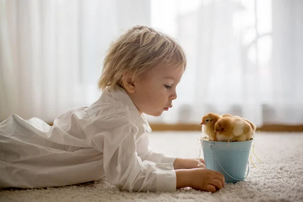 かわいい甘い小さなブロンドの子供 幼児の男の子 家で小さな雛と遊ぶ 子供の手の中の赤ちゃんの雛 — ストック写真