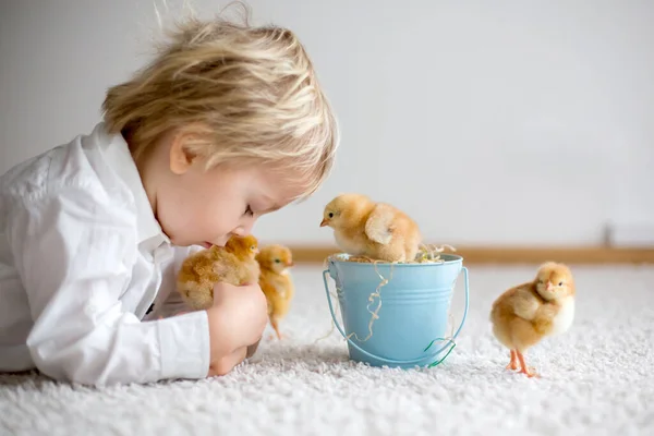 Cute Sweet Little Blond Child Toddler Boy Playing Little Chicks — Stock Photo, Image