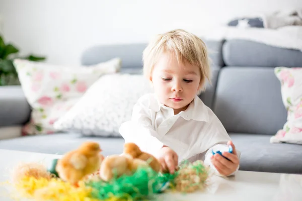 可爱的金发碧眼的男孩 在桶里玩可爱的新生小鸡 在家里玩复活节蛋 — 图库照片