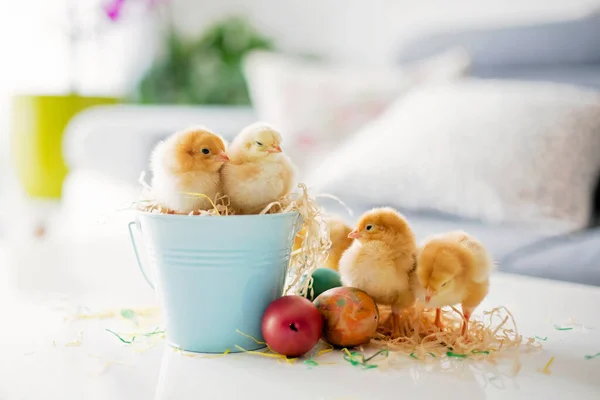 Kovada Yeni Doğmuş Şirin Piliçler Paskalya Yumurtaları Oynuyorlar — Stok fotoğraf