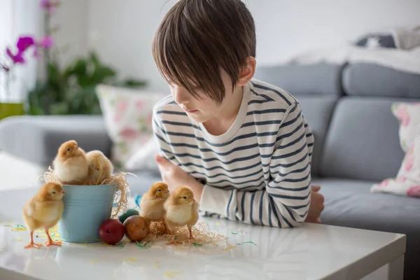 Tatlı Okul Çocuğu Kovada Tatlı Yeni Doğmuş Piliçlerle Oynuyor Yumurtalarında — Stok fotoğraf