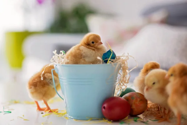 Cute Little Newborn Chicks Bucket Easter Eggs Playing — Stock Photo, Image