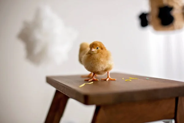 Criança Bonita Menino Brincando Com Filhotes Casa Fingindo Que Ele — Fotografia de Stock