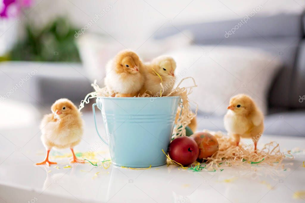 Cute little newborn chicks in a bucket and easter eggs, playing
