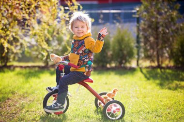 Sweet cute blond child, toddler boy, riding tricycle with little chicks in garden, playing with baby chickens clipart