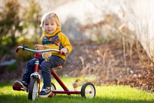 かわいいブロンドの子供 幼児の男の子 庭で小さな雛と三輪車に乗る 赤ちゃん鶏と遊ぶ — ストック写真