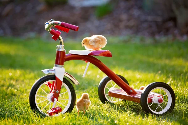 Triciclo Com Filhotes Jardim Galinhas Bebê Brincando Pôr Sol — Fotografia de Stock