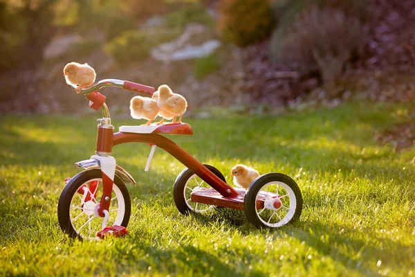 Триколісний Велосипед Маленькими Пташенятами Саду Дитячі Кури Грають Заході Сонця — стокове фото