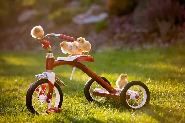 Трицикл Маленькими Цыплятами Саду Маленькие Цыплята Играют Закате — стоковое фото
