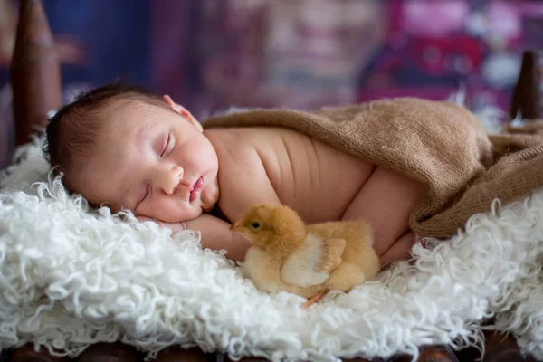 Malý Novorozenec Chlapeček Spí Dřevěné Postýlce Malým Kuřátkem Sladké Zvíře — Stock fotografie