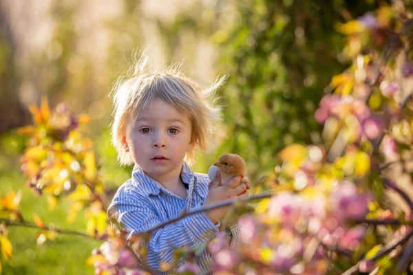 Liten Småbarn Pojke Äter Choklad Kanin Trädgården Vid Solnedgången Påsk — Stockfoto