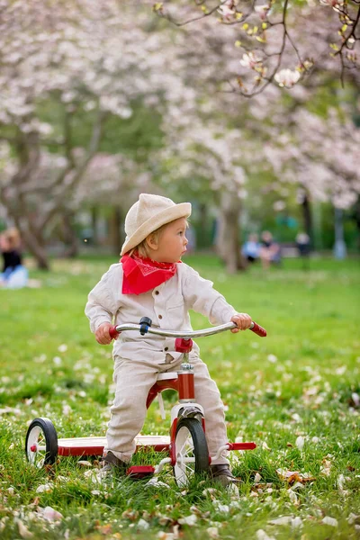 Kind Jongen Het Voorjaarspark Met Bloeiende Magnolia Bomen Bij Zonsondergang — Stockfoto