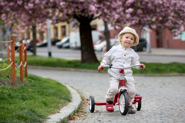 Kind Jongen Het Voorjaarspark Met Bloeiende Magnolia Bomen Bij Zonsondergang — Stockfoto