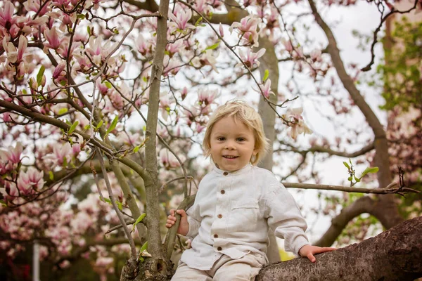 Kind Jongen Het Voorjaarspark Met Bloeiende Magnolia Bomen Bij Zonsondergang — Stockfoto