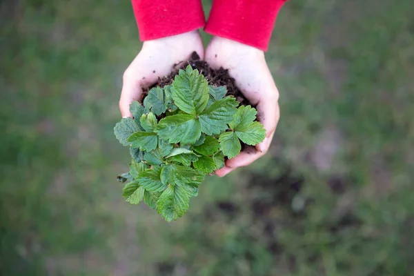 Kinderhände Halten Pflanze Mit Erde Auf Der Erde — Stockfoto