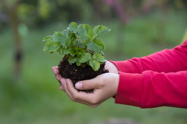 Dětské Ruce Drží Rostlina Půdou Zemi Pozadí — Stock fotografie