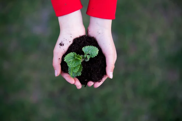 Mãos Criança Segurando Planta Com Solo Fundo Terra — Fotografia de Stock