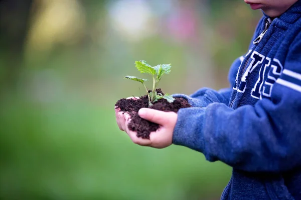 Kinderhände Halten Pflanze Mit Erde Auf Der Erde — Stockfoto