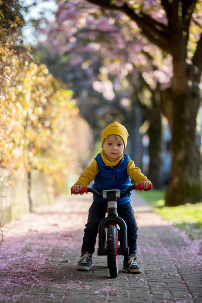 子供たちは 日没にピンクの桜の木を咲かせ 自転車に乗って通りで遊んでいます — ストック写真