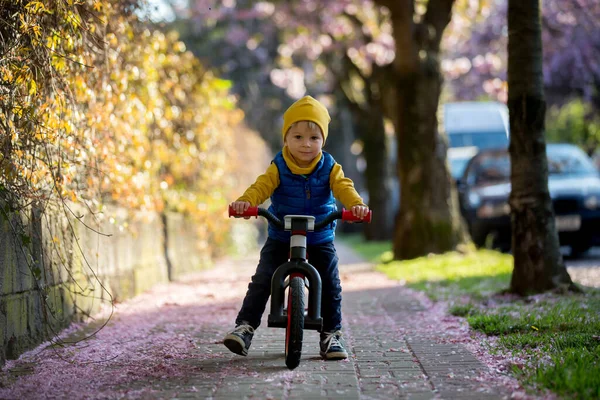 Niños Jugando Calle Con Cerezos Rosados Florecientes Atardecer Montando Bicicletas — Foto de Stock