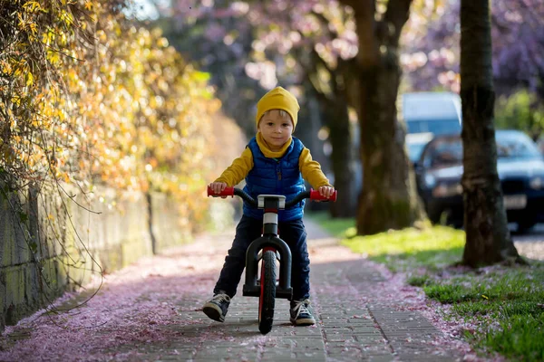 子供たちは 日没にピンクの桜の木を咲かせ 自転車に乗って通りで遊んでいます — ストック写真