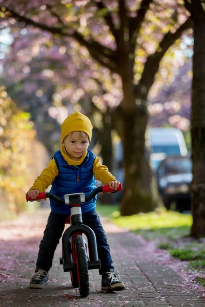 Дети Играющие Улице Цветущими Розовыми Вишневыми Деревьями Закате Катающиеся Велосипедах — стоковое фото