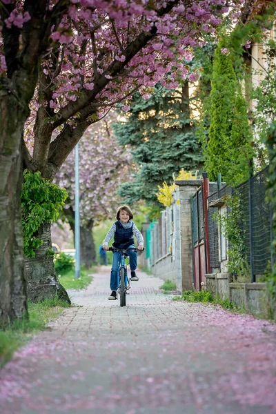 子供たちは 日没にピンクの桜の木を咲かせ 自転車に乗って通りで遊んでいます — ストック写真