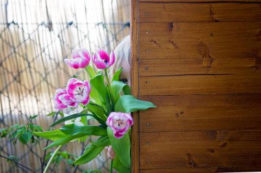 Çocuk, çocuk pembe laleler tutuyor, arkasında saklanıyor, anneler günü hediye konsepti.