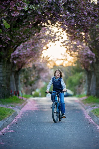子供たちは 日没にピンクの桜の木を咲かせ 自転車に乗って通りで遊んでいます — ストック写真