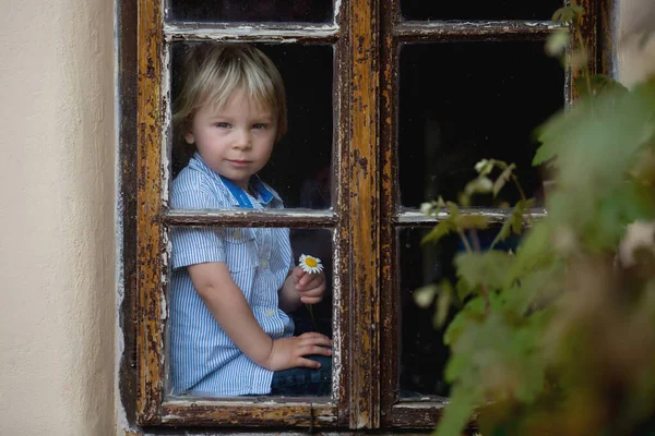 Kleines Kleinkind Junge Mit Blauem Hemd Einzelne Gänseblümchen Der Hand — Stockfoto