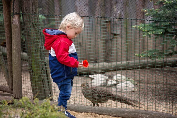 Маленький Хлопчик Малюк Стоїть Зоопарку Перед Кліткою Фазами Гойдається Квітка — стокове фото