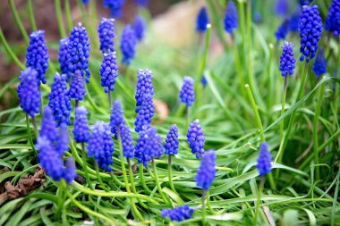 Bahçede güzel BlueBell çiçekleri, doğal arka plan