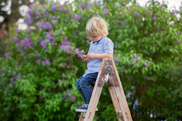 Roztomilé Dítě Batole Stojí Zahradním Žebříku Hodling Lilac Pozorně Rozhlížet — Stock fotografie