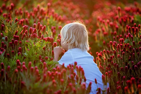 Bei Bambini Fratelli Splendido Campo Trifoglio Cremisi Tramonto Primavera — Foto Stock